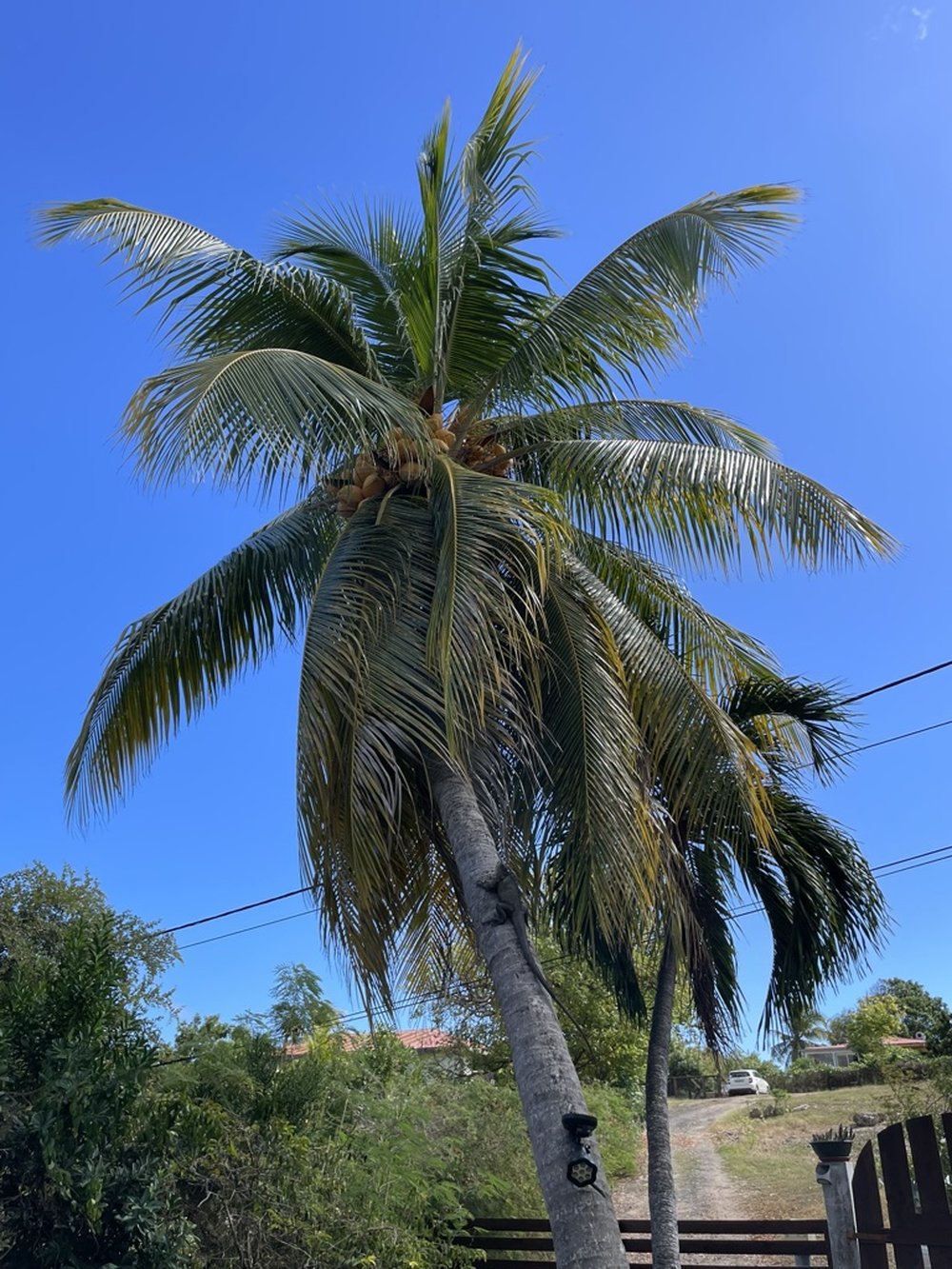 Cocotier typique de La Désirade