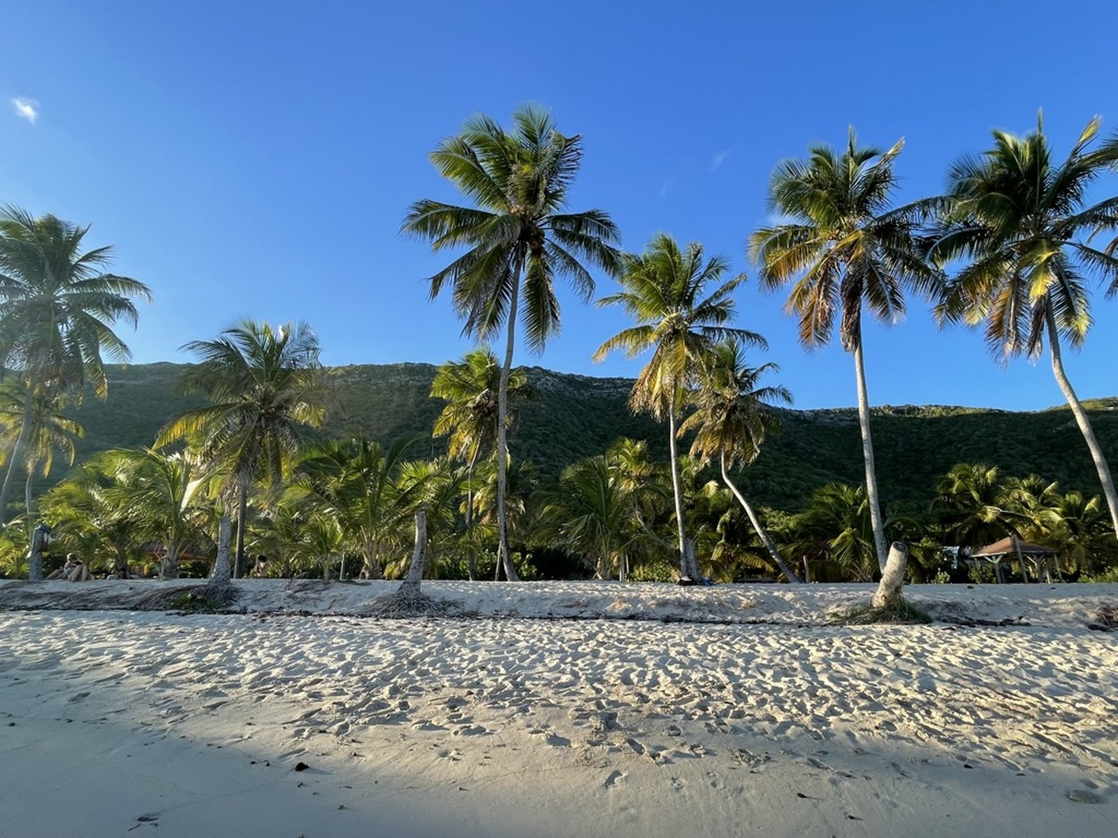 Plage bordée de cocotiers à La Désirade